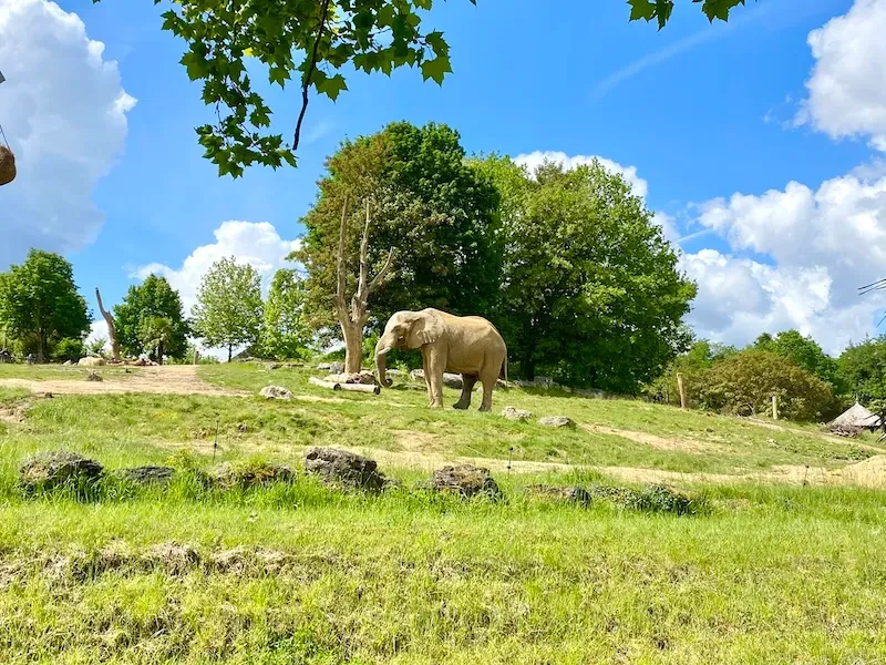 ゾウ