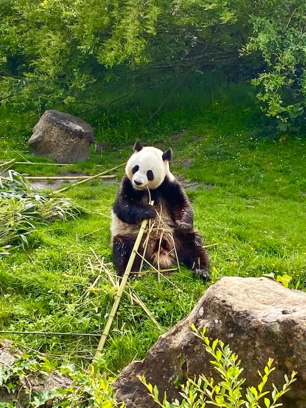 パンダ