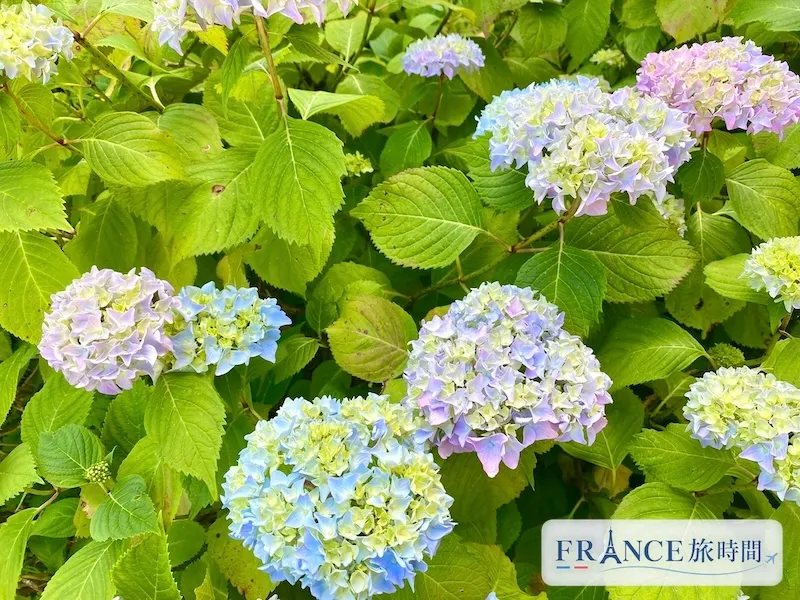 紫陽花